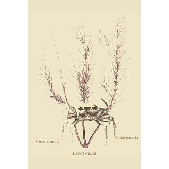 Sand Crab-Fine Art Canvas Print (20" x 30")