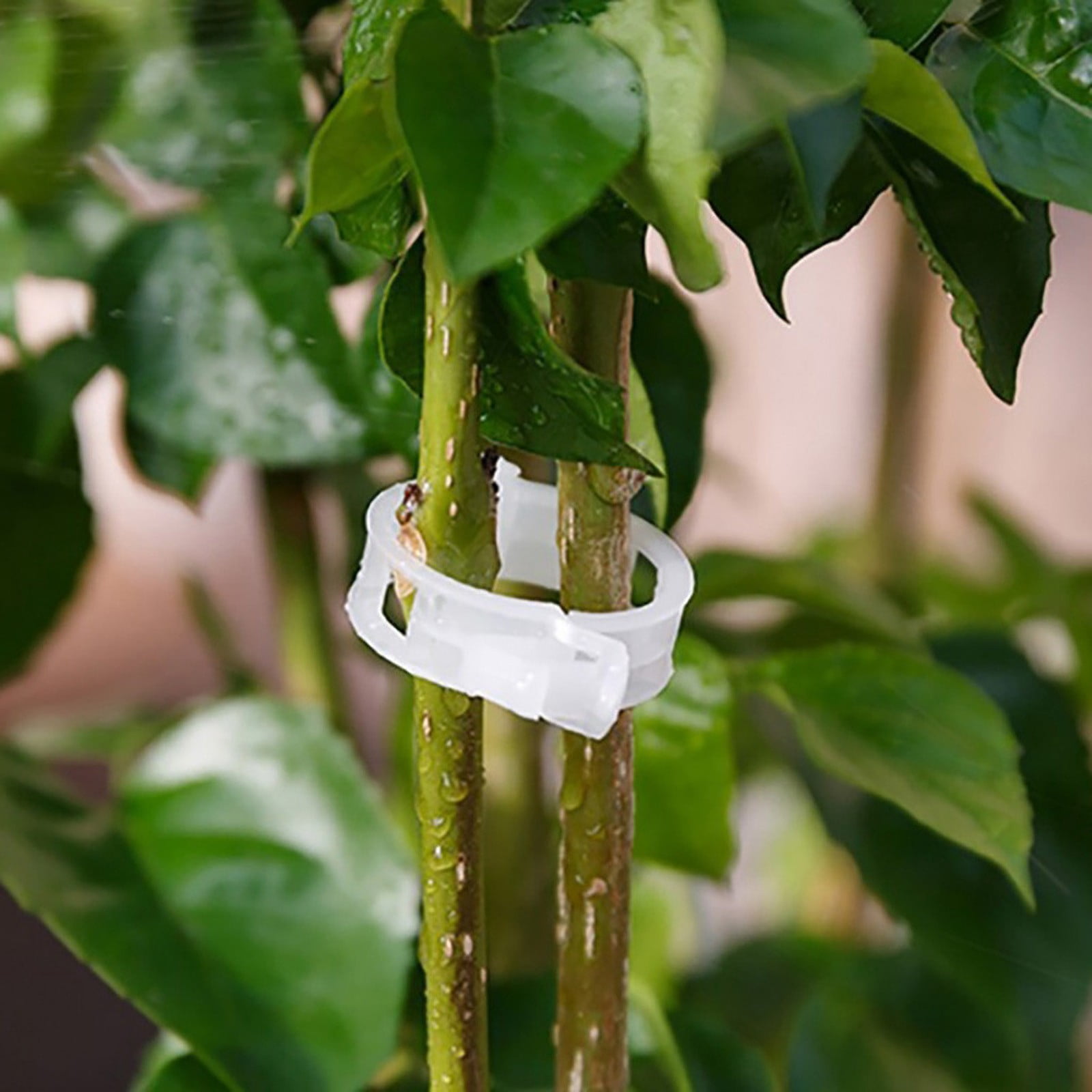 500Pcs Vine Vegetables Plant Fixing Clips,Vines Climbing Support Orchid Clips,Vine Clips for Climbing Plants Outdoor,Garden Clip Plant Growth Fixing Clip
