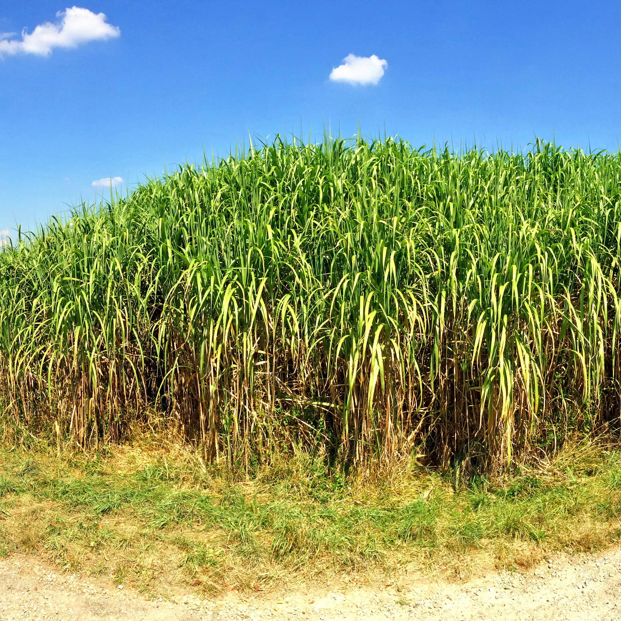 Outsidepride Switchgrass Plant Seeds, Perennial