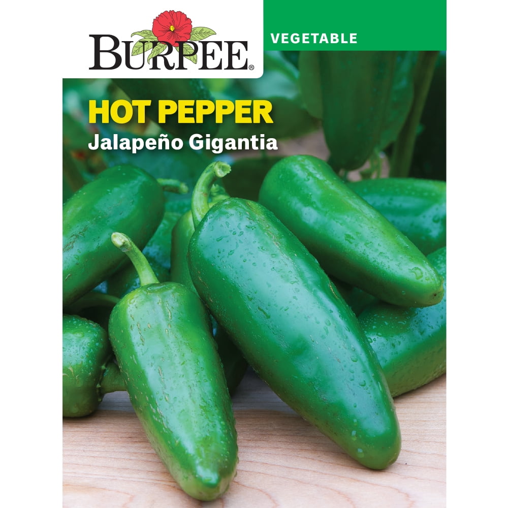 Burpee Gigantia Jalapeno Vegetable Seed, 1-Pack