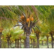 Organic Coconut Sugar, 2 Pounds — Non-GMO, Kosher, Raw, Vegan — by Food to Live