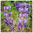 thumbnail image 3 of Everwilde Farms - 100 Arroyo Lupine Native Wildflower Seeds - Gold Vault Jumbo Bulk Seed Packet, 3 of 5