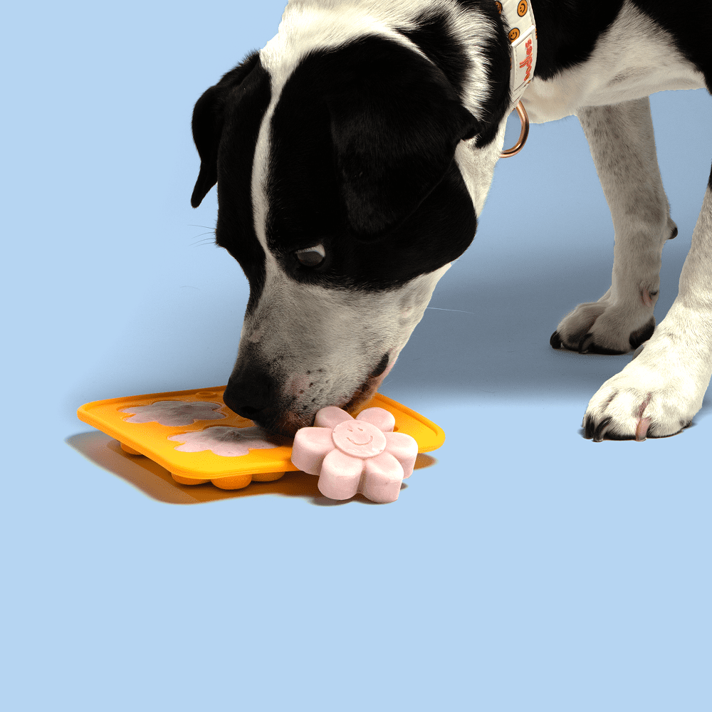 Oodles Durable Silicone Yellow Flower Freeze and Eat Dog Treat Maker, O/S