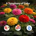 thumbnail image 6 of Created By Nature, Zinnia Dahlia Wildflower Seed Mix, Red, Pink, Orange, Yellow, Purple, and White Annual Flower Seeds, 2,125 Wildflower Seeds Bulk for Pollinator Gardens (Zinnia elegans), 6 of 6
