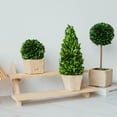 thumbnail image 6 of BOXWOOD WORLD Preserved Boxwood Cone Topiary in Planter Home Decor Farmstyle Natural Green Indoor Decor, 6 of 7