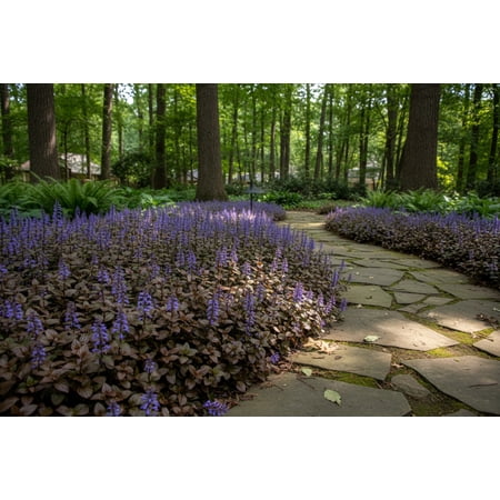 30 Bulk Perennial Ajuga Chocolate Chip Bugleweed Landscape Plants Flowers Herbs - Deer Resistant - Ground Cover - Pollinator - Zone 4