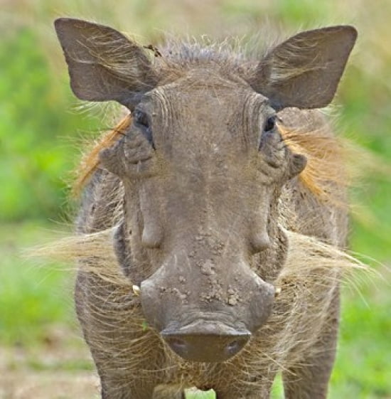 Close-up Of A Warth