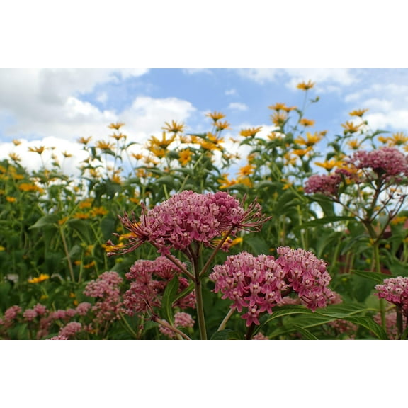 Swamp Milkweed