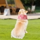 thumbnail image 1 of Pañuelo para perros, cuello ajustable, portátil, cuello para mascotas, collar de verano para climas cálidos, camping al aire Rosa y S, 1 of 10