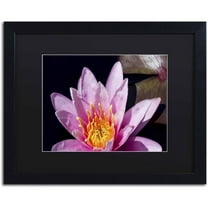 Trademark Fine Art "Pink Water Lily" Canvas Art by Kurt Shaffer, Black Matte, Black Frame