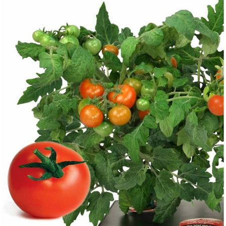 aerogarden miracle gro heirloom tomato pod seed cherry kit