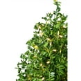 thumbnail image 4 of Fraser Hill Farm 2-Ft. Boxwood Porch Tree in Black Pot with Warm White Lights, FFBXPT024-5GR1, 4 of 4