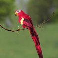 thumbnail image 2 of Simulation Feather Parrot Beautiful Artificial Bird Decor Party Garden Home Decoration, 2 of 5