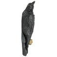 thumbnail image 3 of Design Toscano The Raven`s Perch Halloween Gothic Decor Wall Sculpture, 46 cm, Polyresin, Full Color, 3 of 6