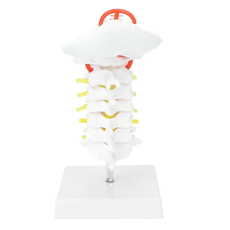 Cervical Vertebra Model, Cervical Vertebra Model Arteria Spine Spinal Nerves Anatomical Model for Science Classroom Study Teaching