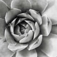 thumbnail image 2 of Garden Succulent II Poster Print by Laura Marshall, 2 of 2