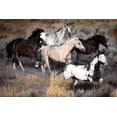 thumbnail image 2 of Delimont, Danita 24x17 Black Ornate Wood Framed with Double Matting Museum Art Print Titled - High Prairie Run, 2 of 4