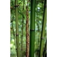 thumbnail image 2 of Moso of the North Bamboo - Phyllostachys kwangsiensis - 4" Pot, 2 of 4
