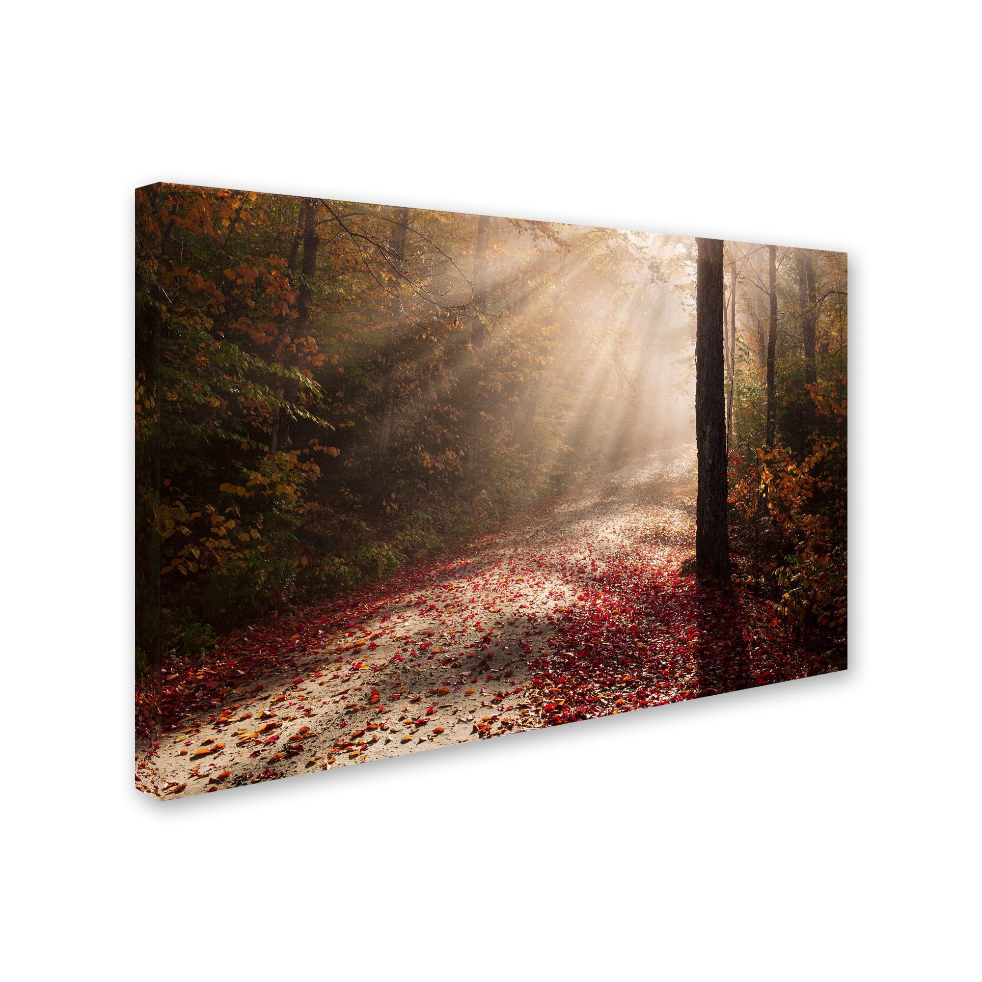 Trademark Fine Art 'Light in the Forest' Canvas Art by Michael Blanchette Photography