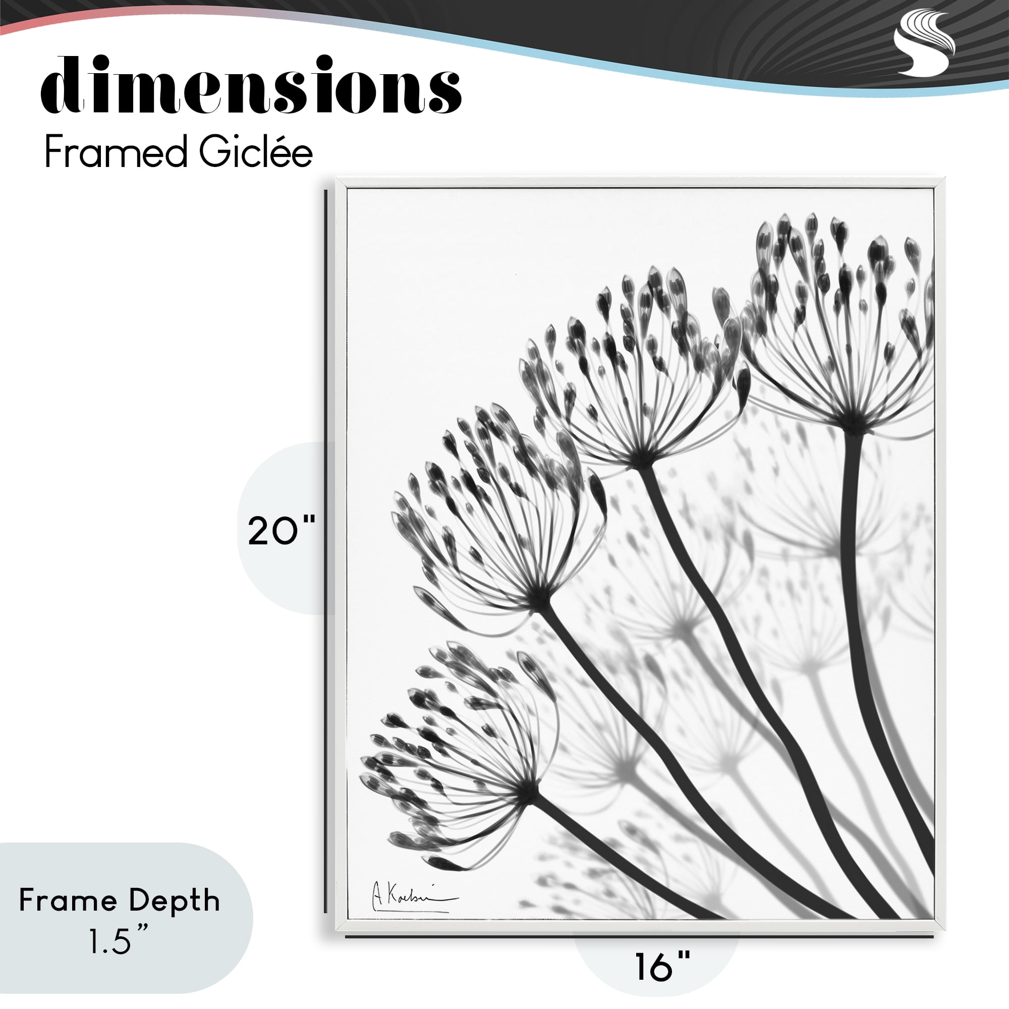 Stupell Industries Floral Fan Dandelions White Framed Giclee Art, design by Albert Koetsier