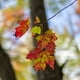 thumbnail image 4 of Lente SIGMA 30mm F1.4 DC DN (C) -RF, 4 of 4