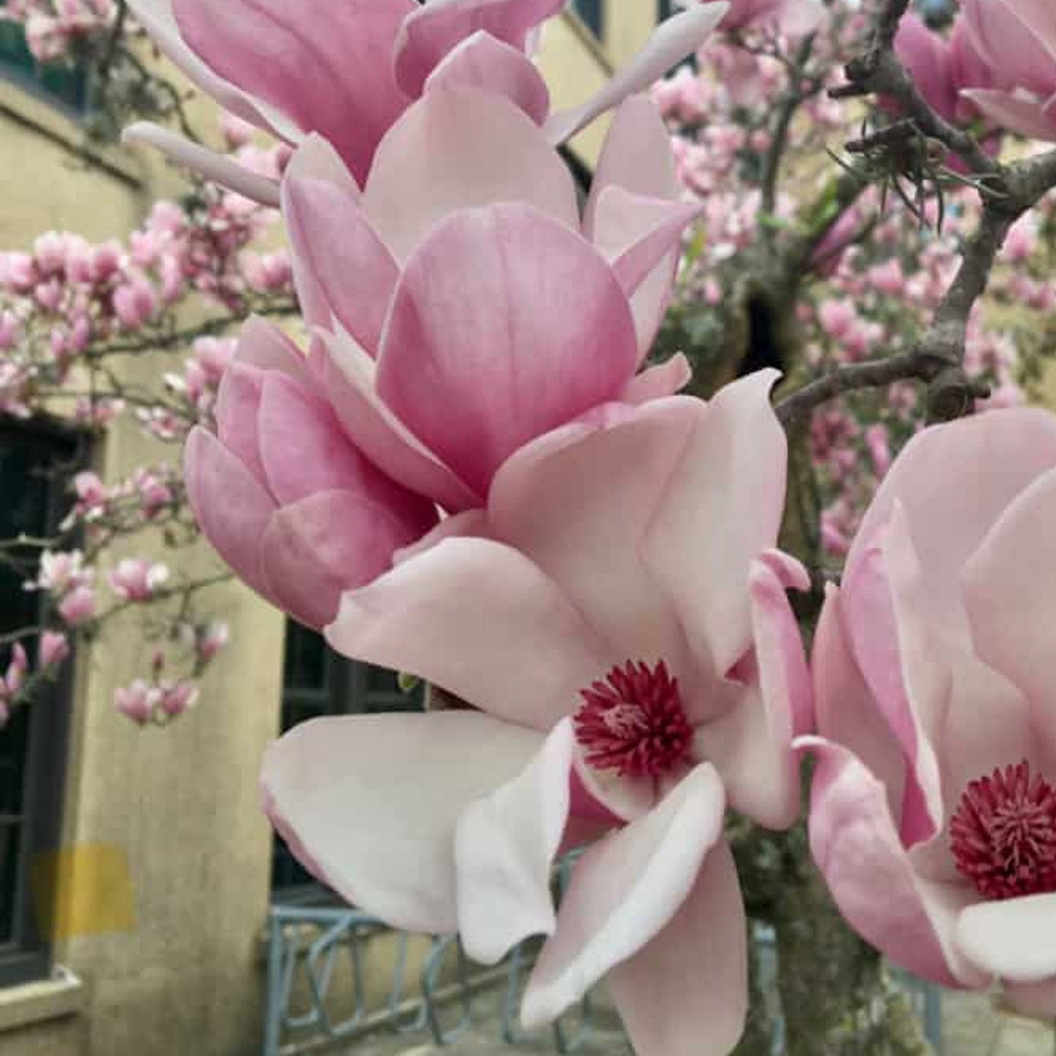 Expert Gardener 4-5' Magnolia Japanese Little Mimi (Patience™ Series) Live Tree in 2 gal. Grower Pot