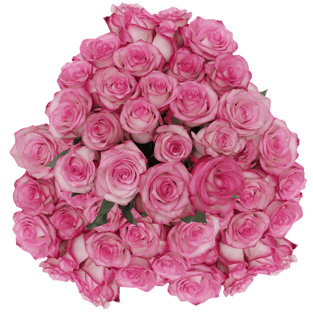 100 Stems of Pink Paloma Roses- Fresh Flower Delivery - Walmart.com ...