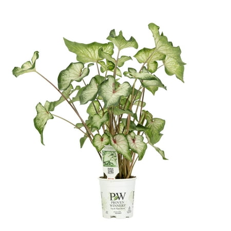Proven Winners 4.5 in. Quart Heart to Heart White Wonder (Caladium) Live Plant, White Foliage
