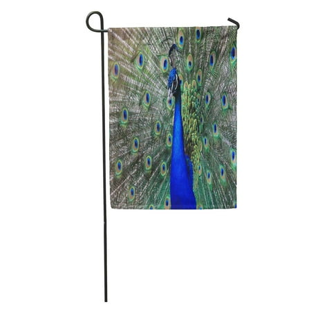 Decorative Feather Flags LADDKE Blue Beauty Peacock Bird Feathers Pleasure Zoo Garden Flag Decorative Flag House Banner 28x40 inch ()