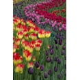thumbnail image 2 of Shimlock, Jones 13x18 White Modern Wood Framed Museum Art Print Titled - USA, Washington Blooming tulips, 2 of 4