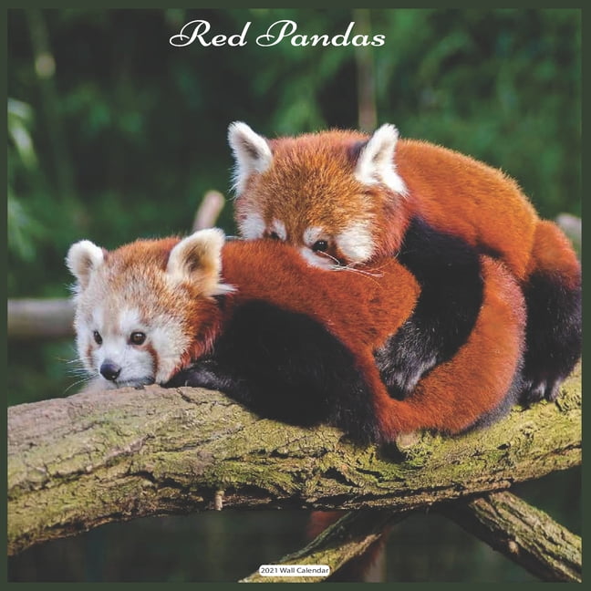 Red Pandas 2021 Wall Calendar : Official Red Panda 2021 Wall Calendar