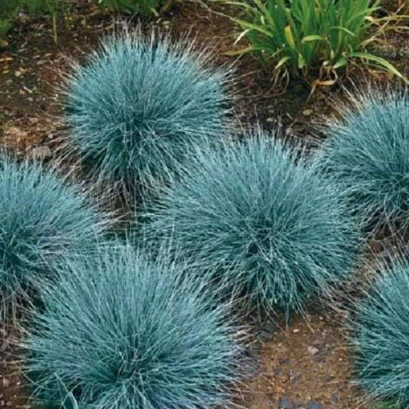 100 BLUE Sheeps FESCUE GRASS Fesnea Ovina Glauca Aestivum Seeds