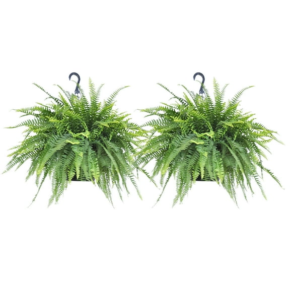 United Nursery 2-Pack Of Live Boston Fern Tropical Plants 24-28in Wide in 10in Hanging Basket