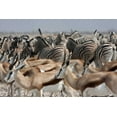 thumbnail image 2 of Young, Bill 24x17 Black Ornate Wood Framed with Double Matting Museum Art Print Titled - Springboks and zebras, Etosha NP, Namibia, 2 of 4