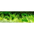 thumbnail image 3 of Hausenflock, Alan 24x11 Black Modern Framed Museum Art Print Titled - Forest Ferns I, 3 of 5