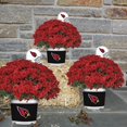 thumbnail image 2 of Sporticulture Arizona Cardinals Red Live Mum Plant in Decorative Pot, 2 of 2