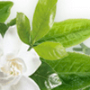 Tea Tree