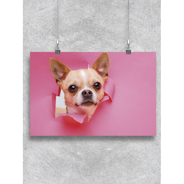 Chihuahua Looks Out Of Hole Poster -Image by Shutterstock 