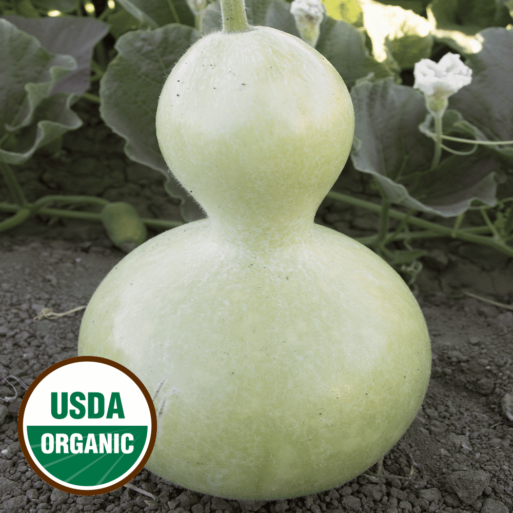 a Species of Hard-shelled Gourd Grown for The Ornamental Value of its Fruit 25 Count Seed Pack Non-GMO - Country Creek Acres Dipper Gourd Seeds