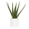 thumbnail image 1 of Faux aloès Coco dans un pot blanc, 1 of 5