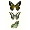 thumbnail image 2 of Vision Studio  11x14 White Modern Wood Framed Museum Art Print Titled - Butterfly Specimen VI, 2 of 4