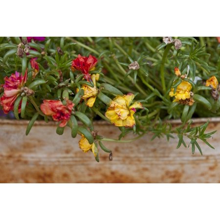 Moss Rose Coupe LAMINATED POSTER Moss Plants Rose Rusty Planter Natural Floral Poster Print 24 x 36 ()