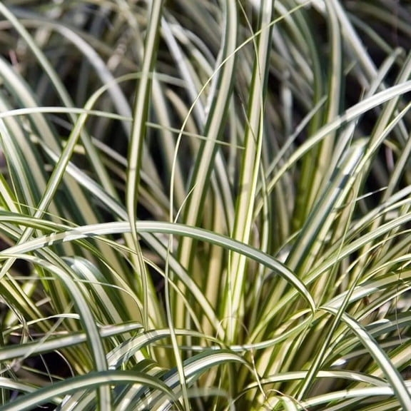 Evergold Variegated Sedge - Carex oshimensis 'Evergold'