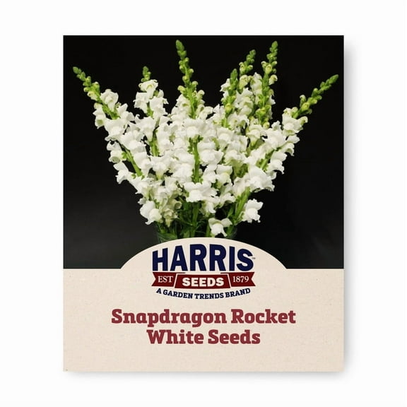 Harris Seeds - Snapdragon Seeds - Rocket White F1 Variety - Annual Flowers - 500 Seeds