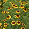 thumbnail image 3 of 100+ Seeds| Gloriosa Daisy Flower Seeds-#N005-Authentic Seeds-Flowers-Seeds-Rose seeds-Herb seeds-Vegetable Seeds-Mix Seeds for Plant- B3G1, 3 of 5