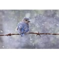 thumbnail image 2 of D Lester, Linda 14x11 White Modern Wood Framed Museum Art Print Titled - Eastern Bluebird, 2 of 4