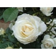thumbnail image 3 of Seedville 5 White Rose/ Bridal Rose Flower Seed, 3 of 10