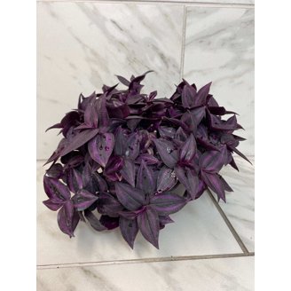 Pothos Hawaiian, 6" Plant, The Plant Farm - Walmart.com