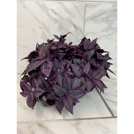 Tradescantia Zebrina Red Mini, 6" Plant, The Plant Farm
