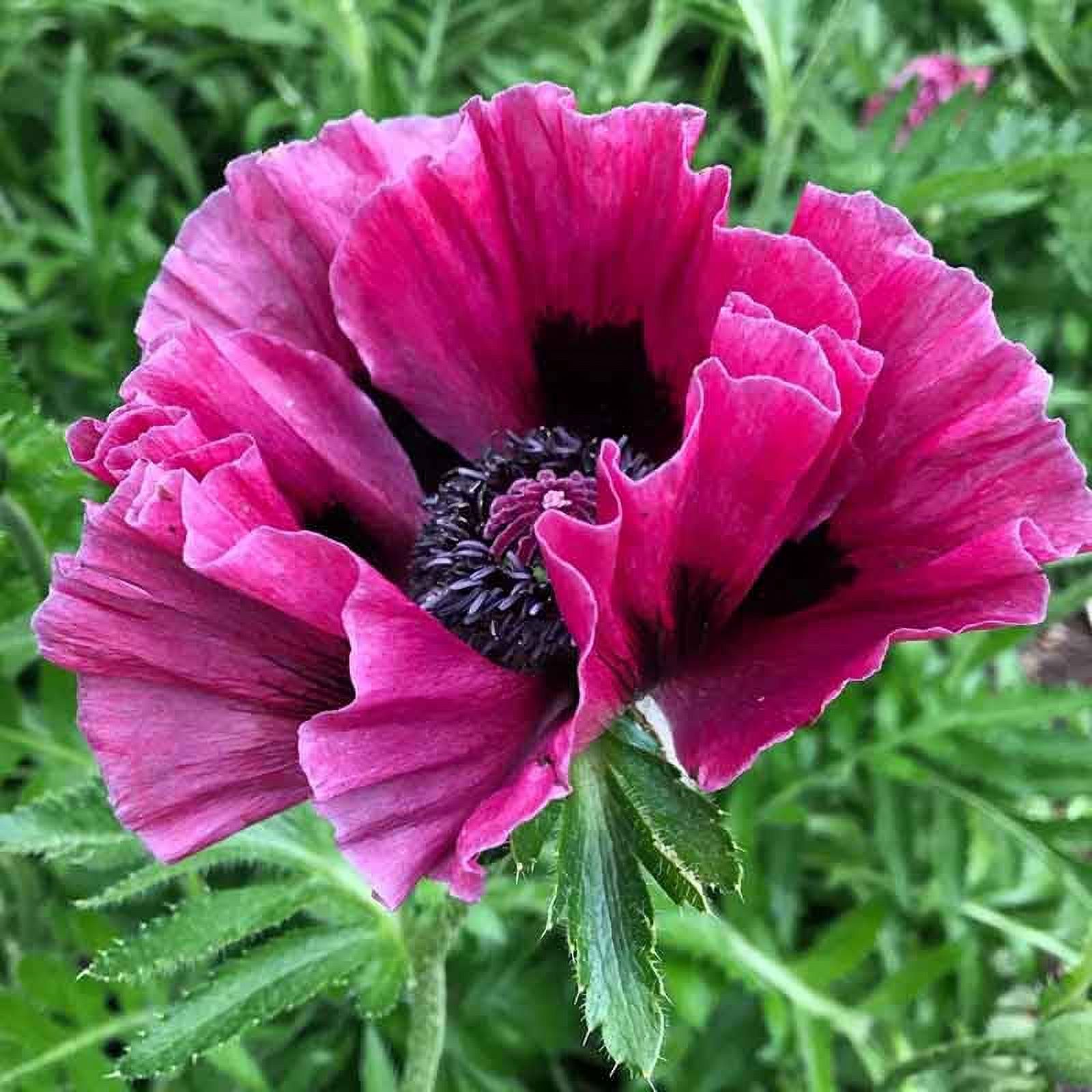 Papaver orientale Roots - Harlem - 10 Roots - Red Flower Bulbs,  Root  Attracts Butterflies, Attracts Pollinators, Easy to Grow & Maintain, Container Garden - image 2 of 4